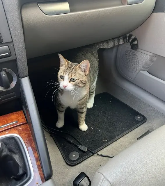 chatte lost   78120 Rambouillet Clochette