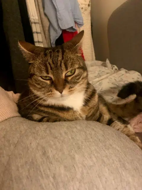 chatte lost   78160 Marly-le-Roi Cléo