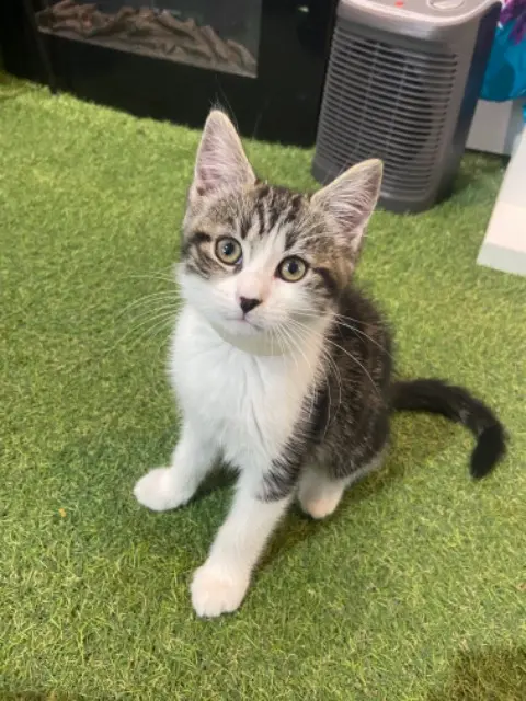 chatte lost   78980 Saint-Illiers-la-Ville Cookie