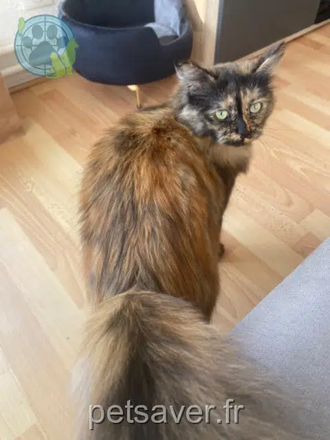 gata lost   78250 Meulan-en-Yvelines Coquine