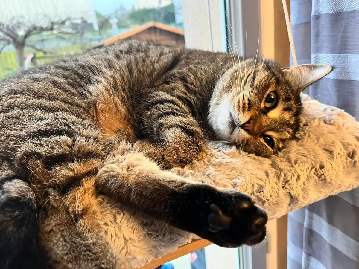Chatte Perdue 78 Yvelines - Crystal Chatte Perdue 78 Yvelines - Crystal