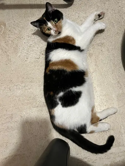 chatte lost   78130 Les Mureaux Daisy