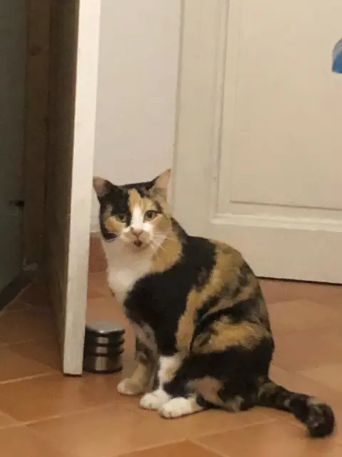 chatte lost   78955 Carrières-sous-Poissy Didi