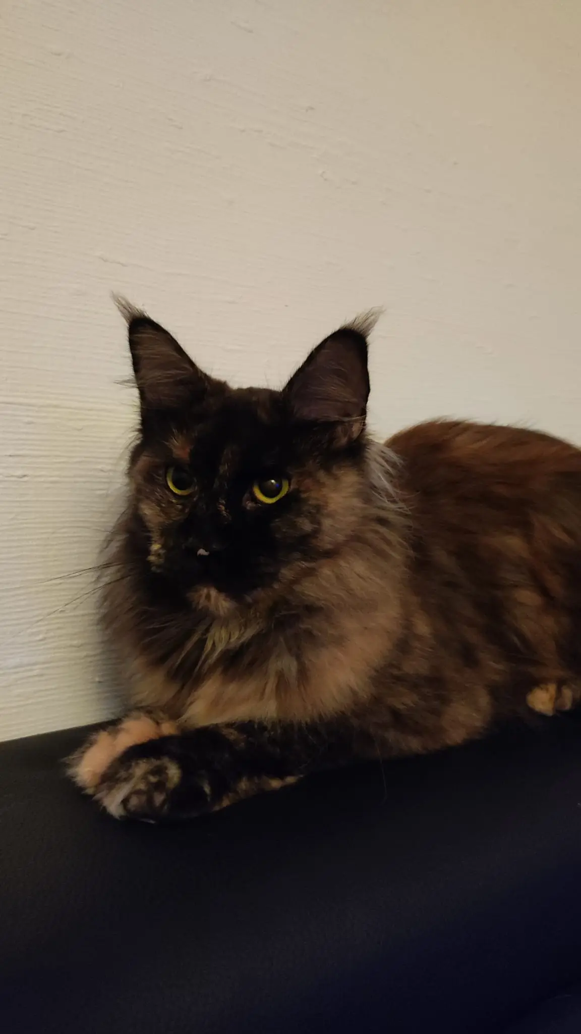 Chatte Perdue 78 Yvelines Chatte Perdue 78 Yvelines