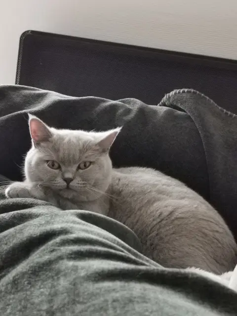 chatte lost   78440 Jambville Fidjii