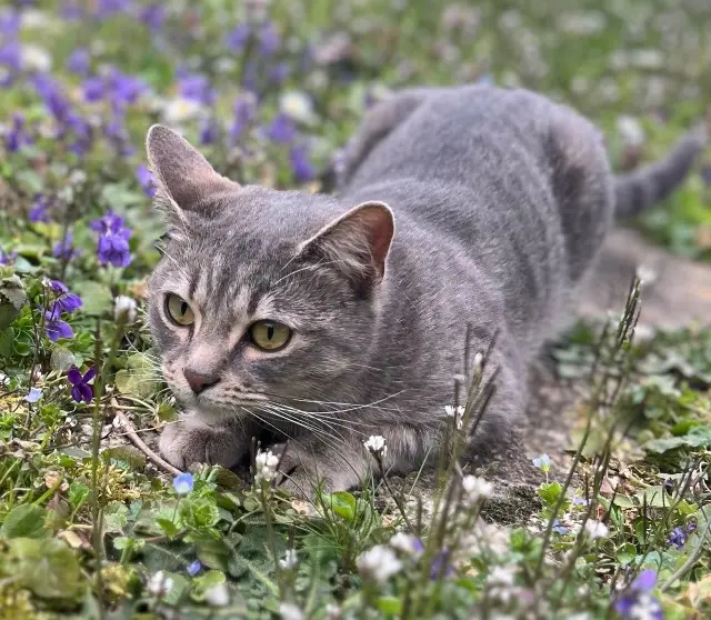 chatte lost   78200 Mantes-la-Jolie Freya