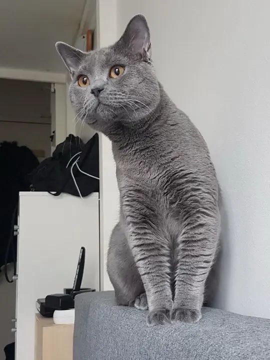 Chatte Perdue 78 Yvelines - Gaia Chatte Perdue 78 Yvelines - Gaia