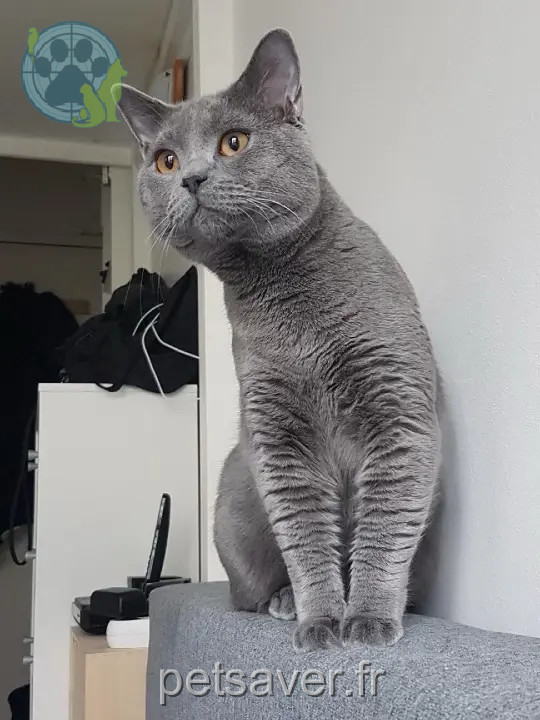 Chatte Perdue 78 Yvelines - Gaia Chatte Perdue 78 Yvelines - Gaia