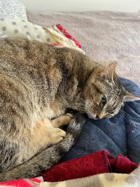 chatte lost   78930 Villette Happy