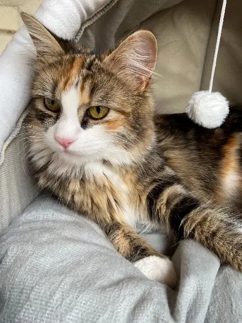 chatte lost   78520 Follainville-Dennemont Harmony