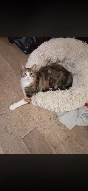 chatte lost   78700 Conflans-Sainte-Honorine Isis