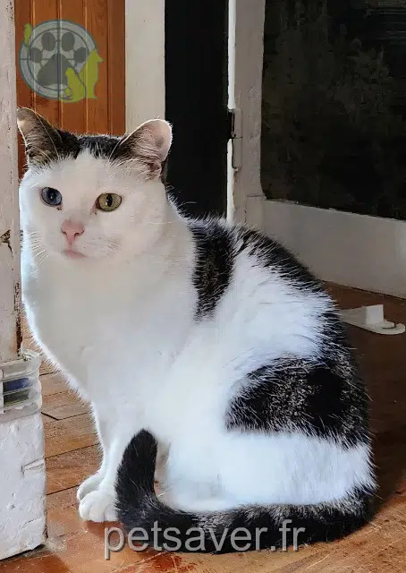 chatte lost   78280 Guyancourt Jelly