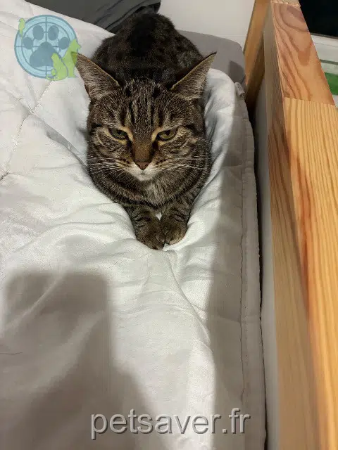 chatte lost   78360 Montesson Jenny