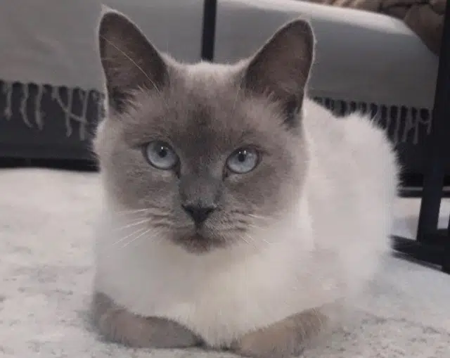 chatte lost   78500 Sartrouville Karma