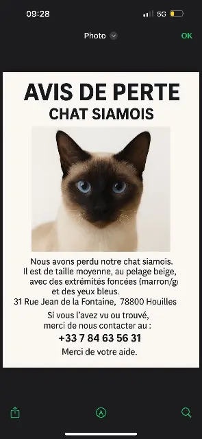chatte lost   78800 Houilles Kayla
