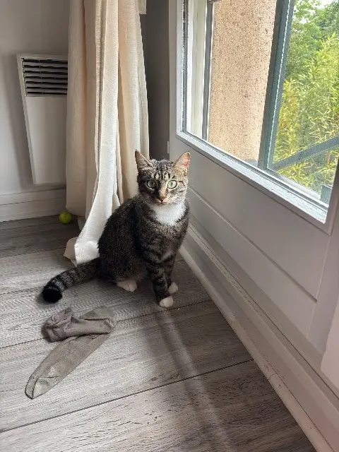 chatte lost   78290 Croissy-sur-Seine Kiara