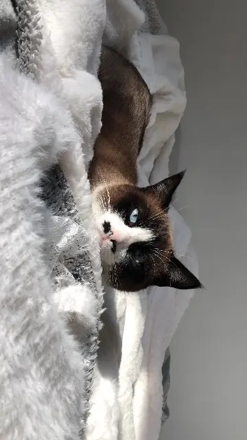 chatte lost   78550 Maulette Kita « kiki »