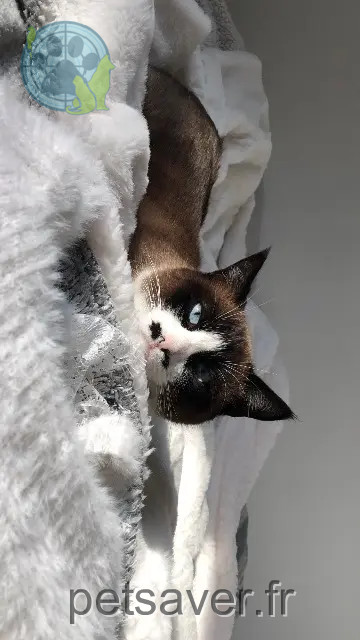 cat lost 78550 Maulette Kita « kiki » cat lost 78550 Maulette Kita « kiki »