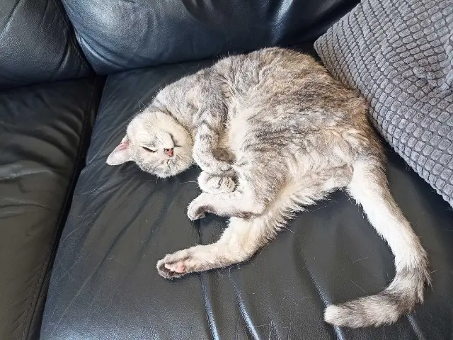 chatte lost   78000 Versailles Le Chat