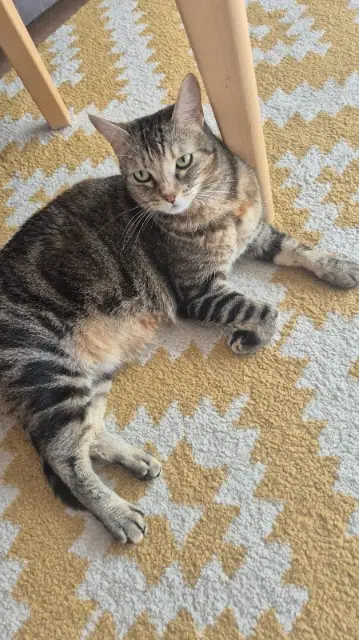 chatte lost   78170 La Celle-Saint-Cloud Lilou