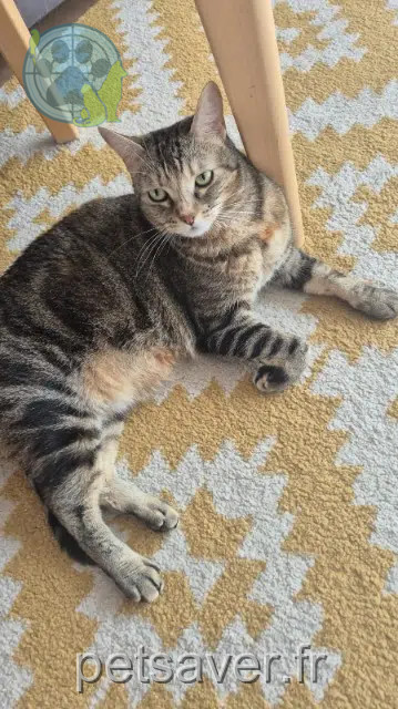 cat lost 78170 La Celle-Saint-Cloud Lilou cat lost 78170 La Celle-Saint-Cloud Lilou