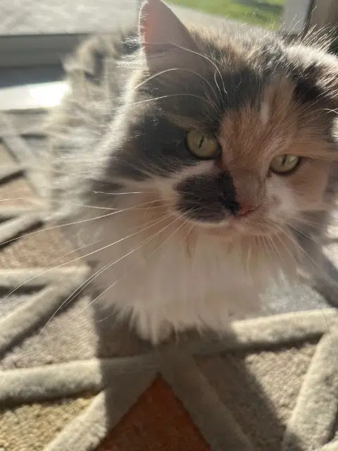 chatte lost   78120 Rambouillet Lola