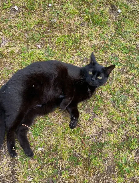 chatte lost   78510 Triel-sur-Seine LOLA