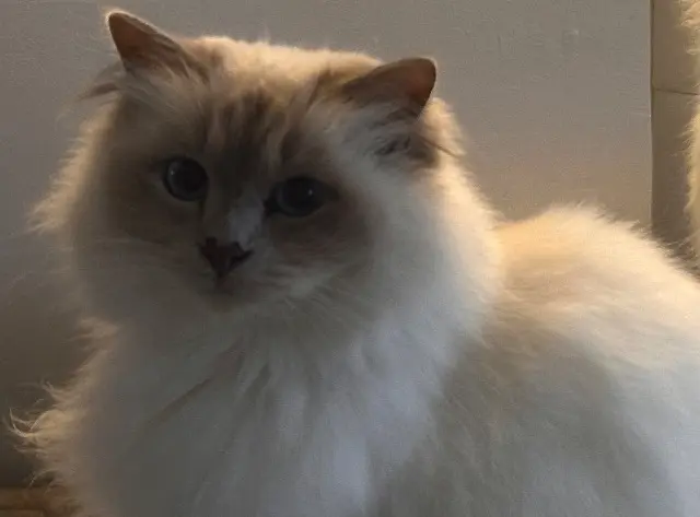 chatte lost   78910 Orvilliers Lolli