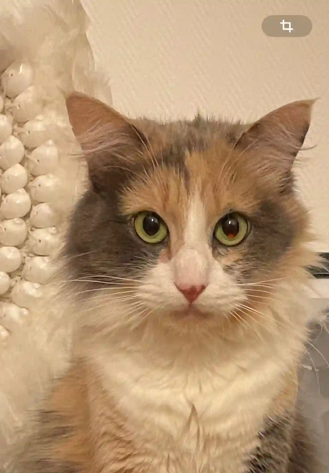 Chatte Perdue 78 Yvelines - Loulou Chatte Perdue 78 Yvelines - Loulou