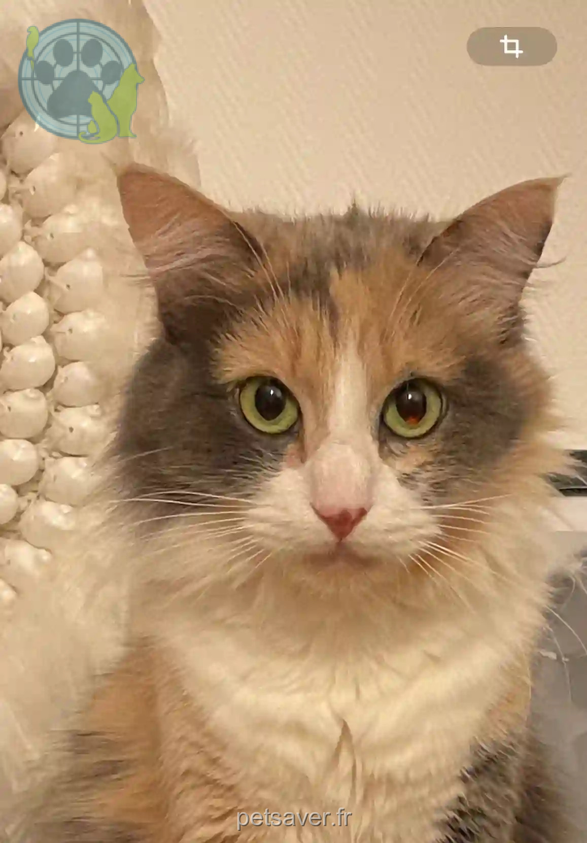 Chatte Perdue 78 Yvelines - Loulou Chatte Perdue 78 Yvelines - Loulou