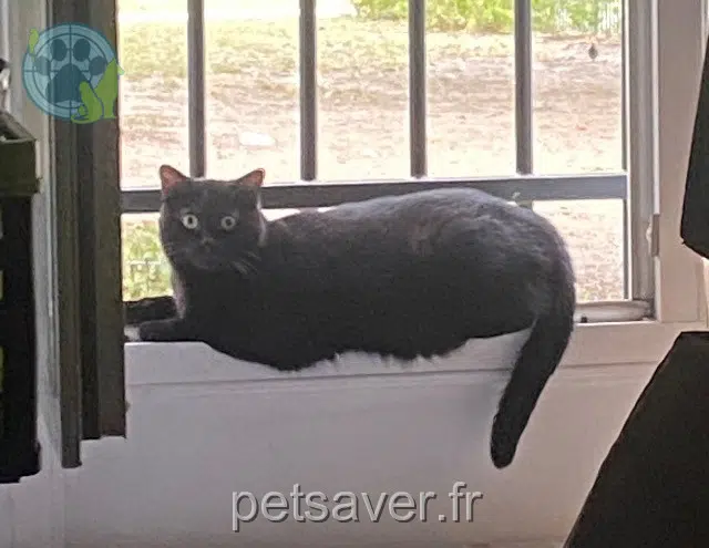 chatte perdue 78500 Sartrouville Luna chatte lost 78500 Sartrouville Luna