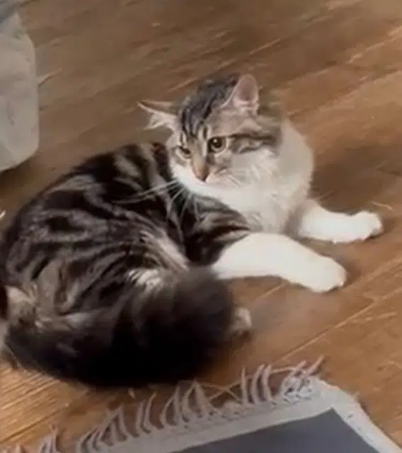 chatte lost   78200 Mantes-la-Jolie Luna