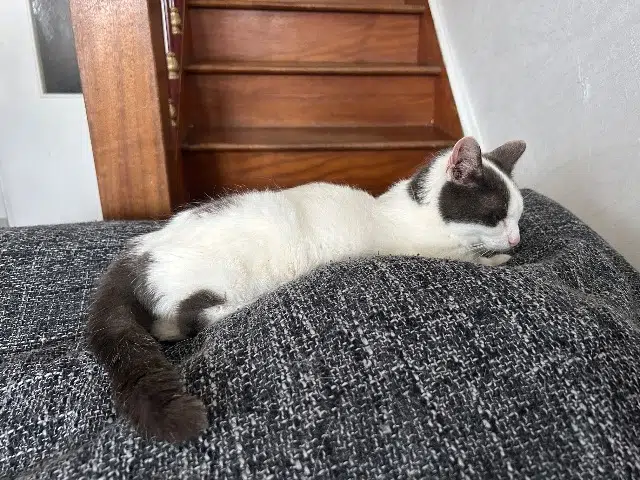 chatte lost   78450 Villepreux Luna