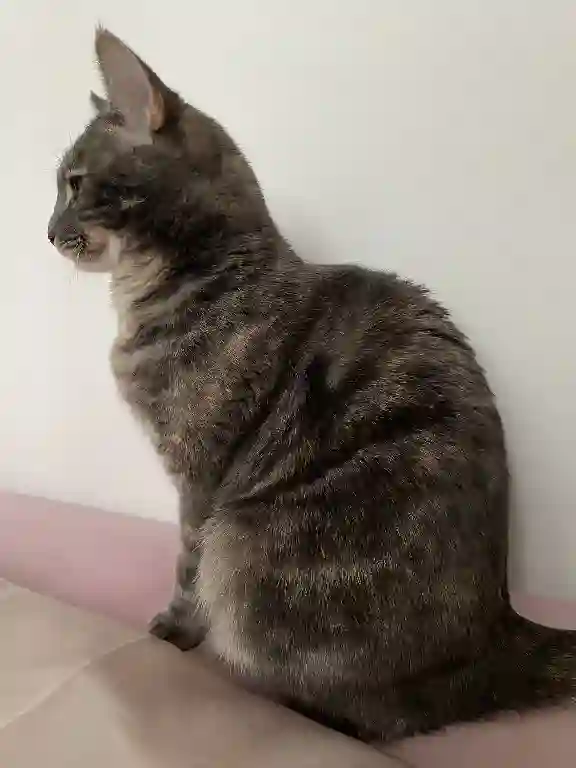 Chatte Perdue 78 Yvelines - Luna Chatte Perdue 78 Yvelines - Luna