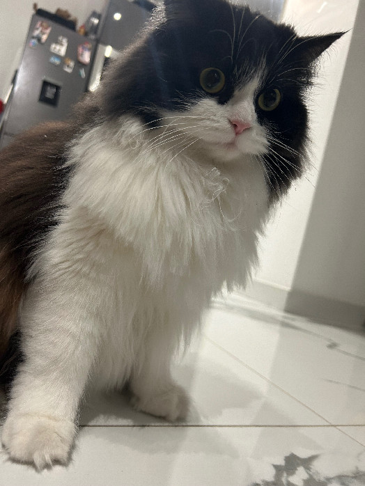 Chatte Perdue 78 Yvelines Chatte Perdue 78 Yvelines