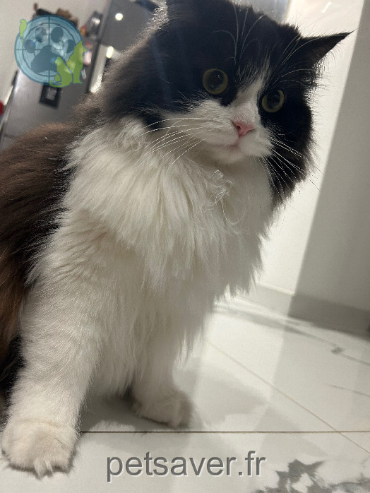 Chatte Perdue 78 Yvelines Chatte Perdue 78 Yvelines