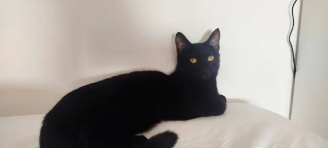 chatte lost   78410 Nézel Maggie Bertin