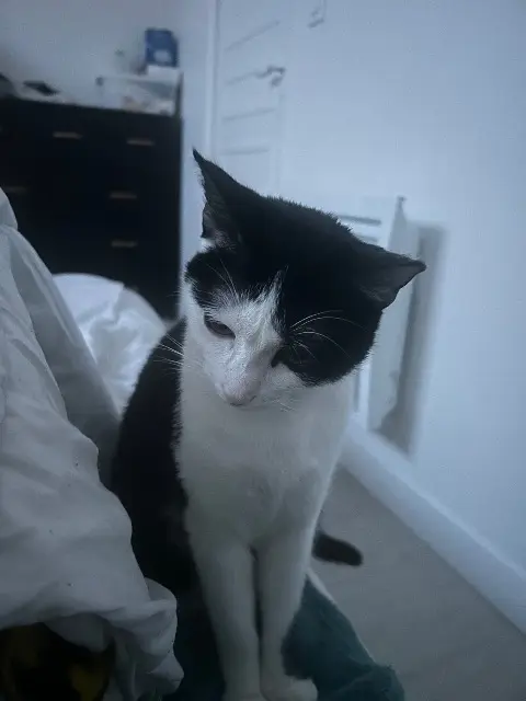 chatte lost   78440 Gargenville Maki