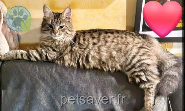 chatte perdue 78130 Les Mureaux Malaga chatte lost 78130 Les Mureaux Malaga