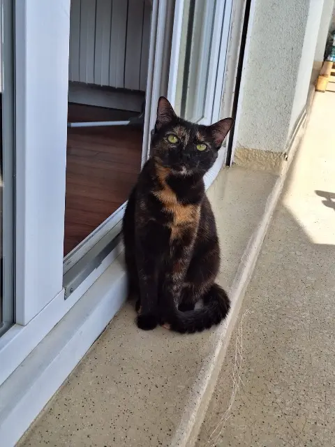 chatte lost   78390 Bois-d'Arcy Mambia