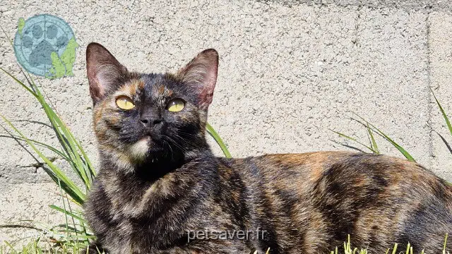 kat lost   78440 Brueil-en-Vexin Marley