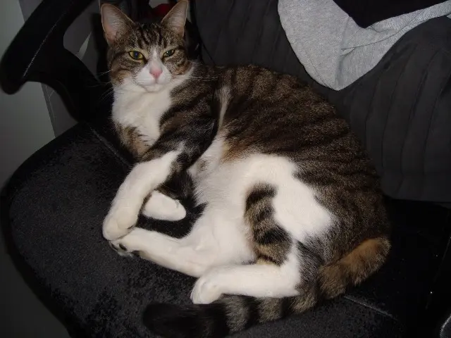 chatte lost   78200 Magnanville Maya