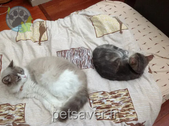 Chatte Perdue 78 Yvelines - Mayo Chatte Perdue 78 Yvelines - Mayo