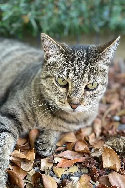 chatte lost   78510 Triel-sur-Seine Melody