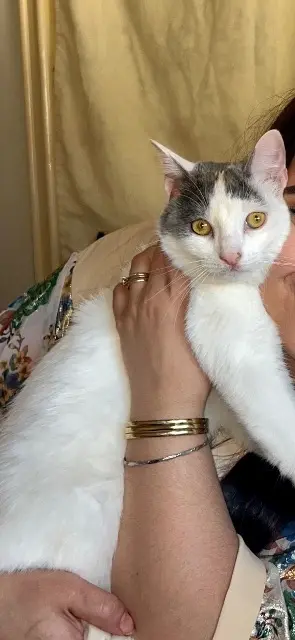 chatte lost   78130 Les Mureaux Meme