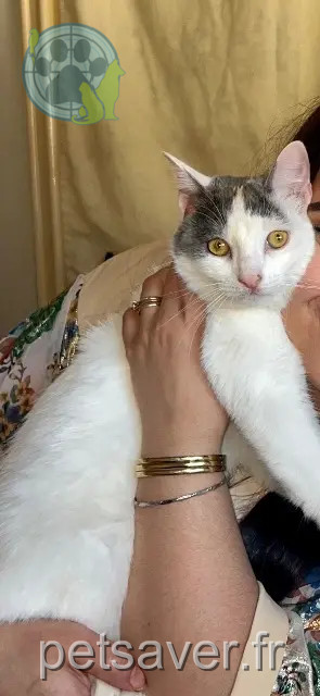 chatte perdue 78130 Les Mureaux Meme chatte lost 78130 Les Mureaux Meme