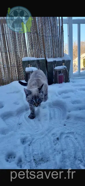 chatte lost   78630 Orgeval Mia