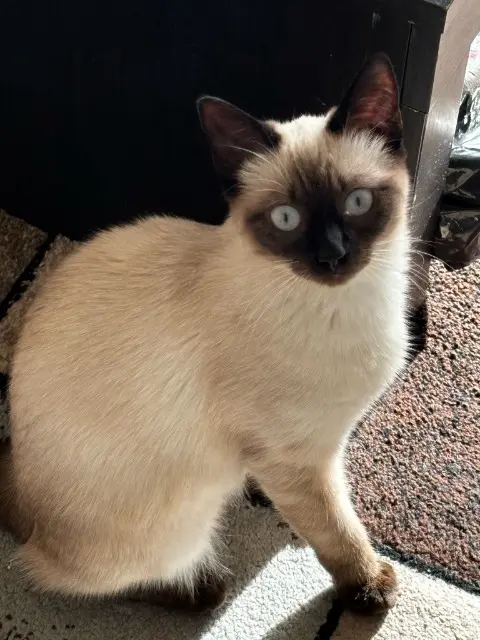 chatte lost   78110 Le Vésinet Mia