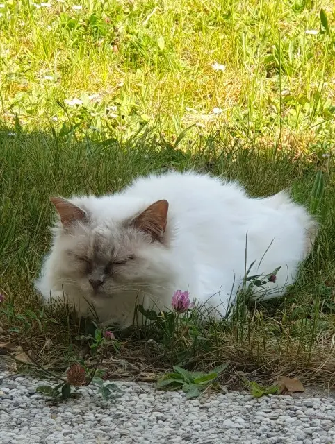 chatte lost   78960 Voisins-le-Bretonneux Mia
