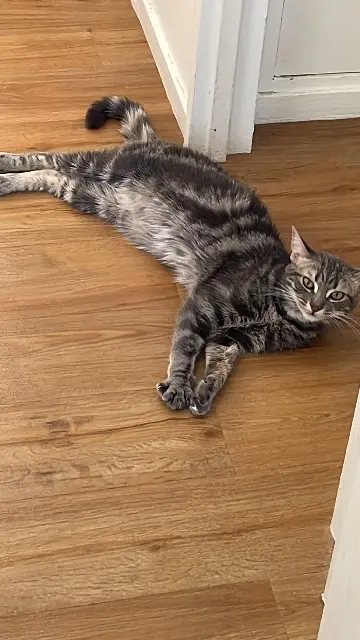 chatte lost   78140 Vélizy-Villacoublay Mikasa